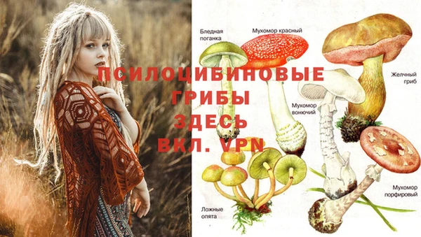 ГАЛЛЮЦИНОГЕННЫЕ ГРИБЫ Богданович